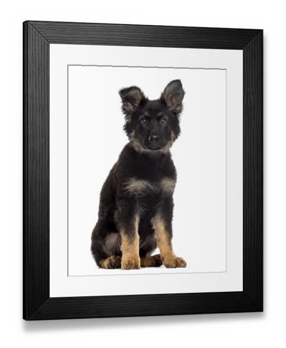 Framed Print : German Shepherd Dog puppy sitting and looking at the camera isolated on white (3 months old) Framed Print : German Shepherd Dog puppy sitting and looking at the camera isolated on white (3 months old)