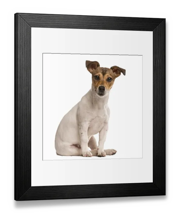 Framed Print : Jack Russel sitting and looking at the camera