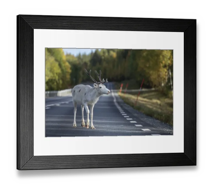 Framed Print : White reindeer on the street in Sweden Framed Print : White reindeer on the street in Sweden