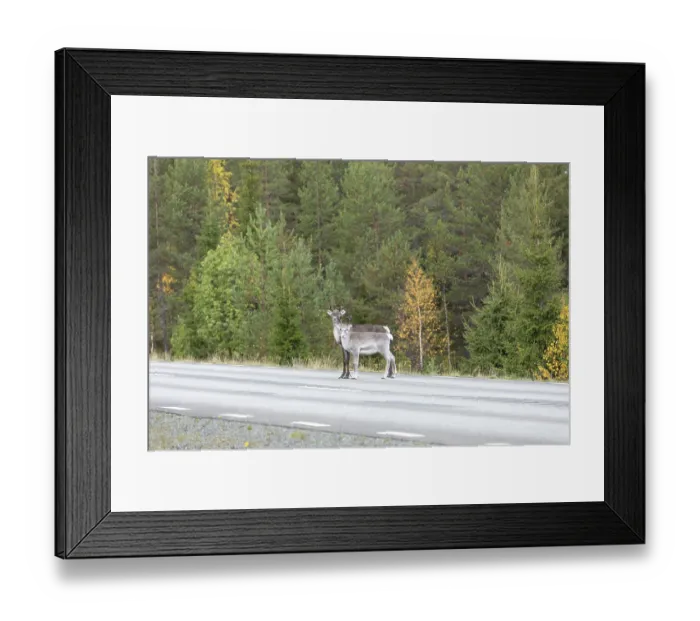 Framed Print : Autumn migration of reindeer on the roads with traffic in northern Sweden Framed Print : Autumn migration of reindeer on the roads with traffic in northern Sweden