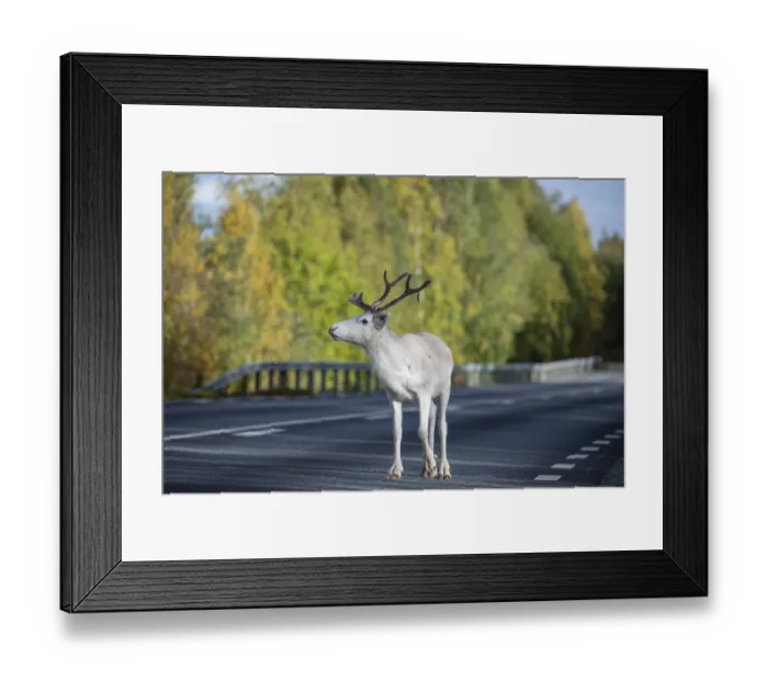 Framed Print : White reindeer on the street in Sweden Framed Print : White reindeer on the street in Sweden