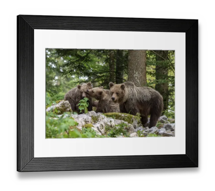 Framed Print : European brown bear (Ursus arctos arctos)