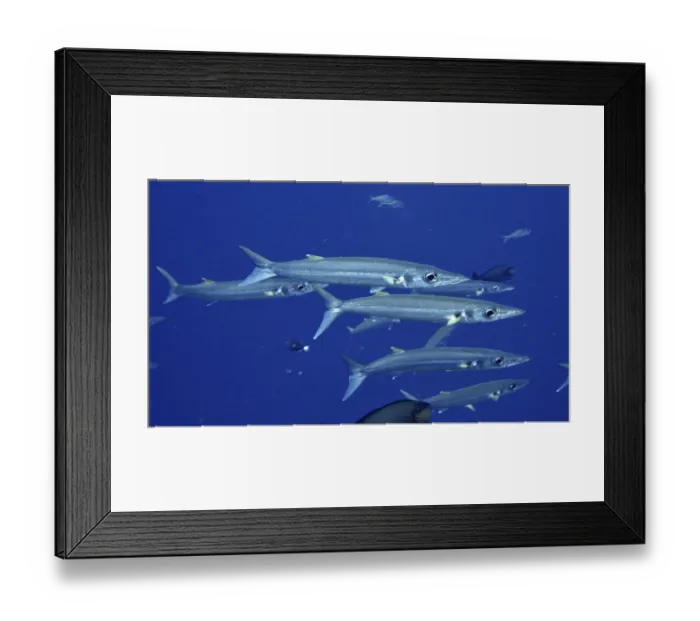 Framed Print : A swarm of slender fish, bigeye barracuda (Sphyraena forsteri)