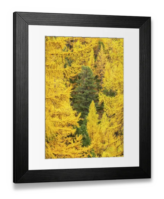 Framed Print : Yellow Larches and Green Tree in Center Framed Print : Yellow Larches and Green Tree in Center