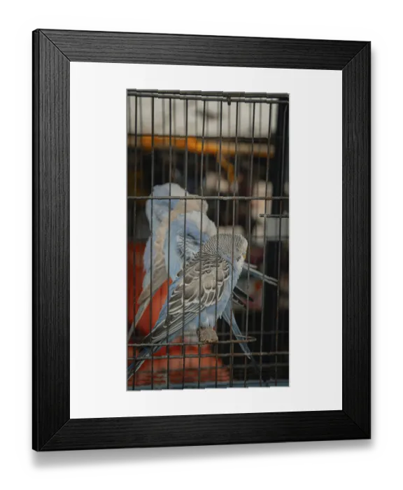 Framed Print : Blue budgerigars or melopsittacus undulatus perched inside a cage at a pet shop