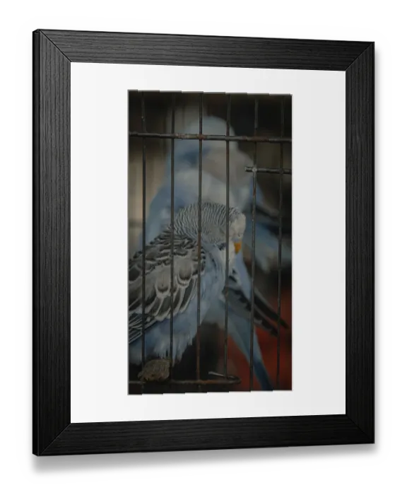 Framed Print : Close-up of sleeping blue budgerigar or melopsittacus undulatus behind cage bars at a pet shop Framed Print : Close-up of sleeping blue budgerigar or melopsittacus undulatus behind cage bars at a pet shop