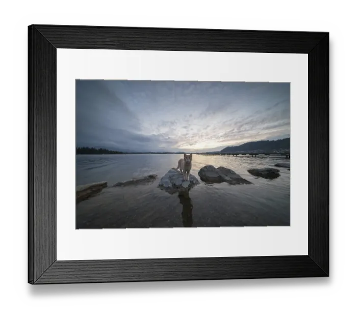 Framed Print : Curious cat after sunset, Hopfensee Framed Print : Curious cat after sunset, Hopfensee