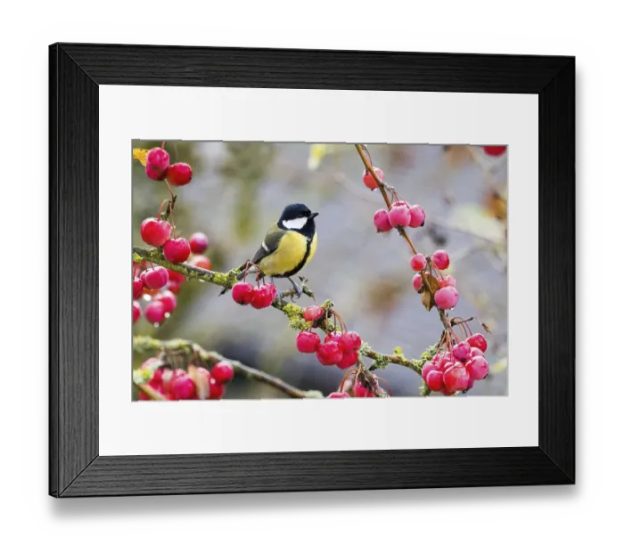 Framed Print : A great tit (Parus major) sits on a branch covered with red berries in an autumnal setting Framed Print : A great tit (Parus major) sits on a branch covered with red berries in an autumnal setting