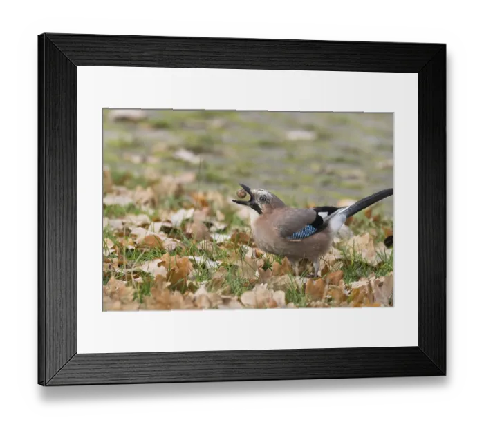 Framed Print : Eurasian Jay (Garrulus glandarius) stands in autumn leaves in a meadow and keeps an acorn in its beak Framed Print : Eurasian Jay (Garrulus glandarius) stands in autumn leaves in a meadow and keeps an acorn in its beak