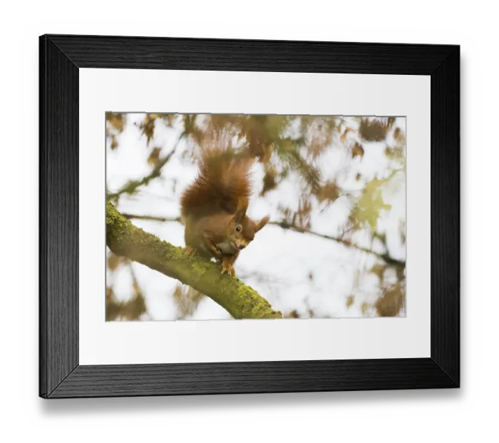 Framed Print : Squirrel (Sciurus vulgaris) on a branch with autumn leaves in the background
