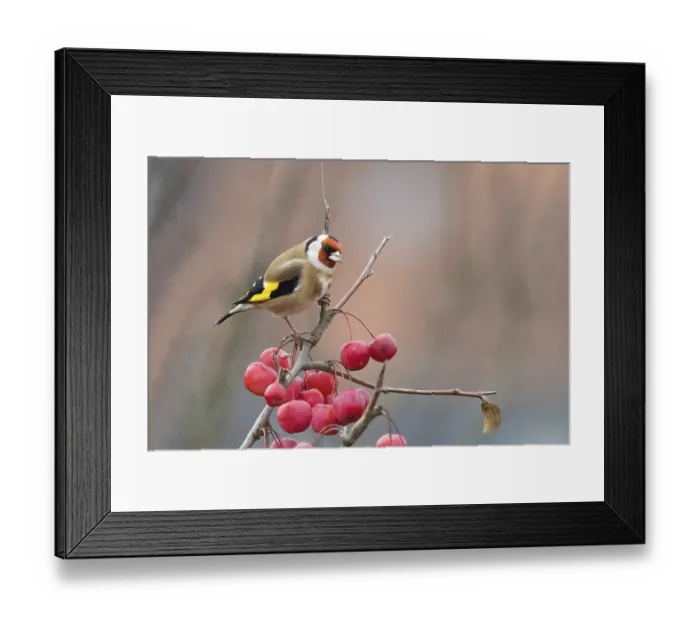 Framed Print : A goldfinch (Carduelis carduelis) sits on a branch with red berries against a blurred background Framed Print : A goldfinch (Carduelis carduelis) sits on a branch with red berries against a blurred background