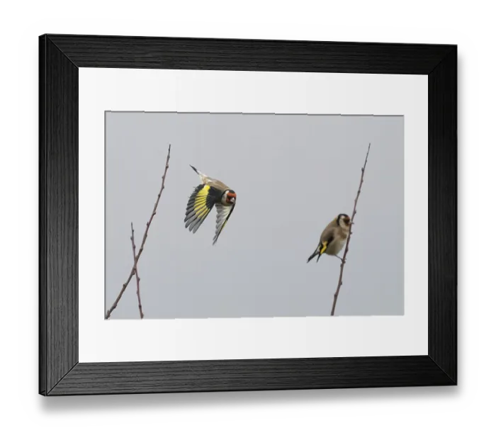 Framed Print : A goldfinch (Carduelis carduelis) flies next to a seated bird between sparse branches against a grey sky Framed Print : A goldfinch (Carduelis carduelis) flies next to a seated bird between sparse branches against a grey sky
