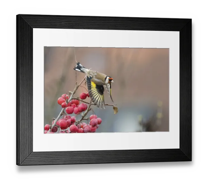 Framed Print : Departure of a goldfinch (Carduelis carduelis) from a branch with bright red berries Framed Print : Departure of a goldfinch (Carduelis carduelis) from a branch with bright red berries