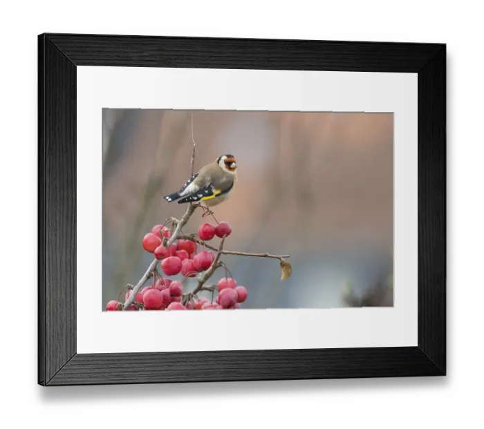 Framed Print : A goldfinch (Carduelis carduelis) resting on a branch with bright red berries against a soft background Framed Print : A goldfinch (Carduelis carduelis) resting on a branch with bright red berries against a soft background