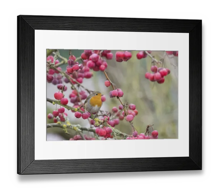 Framed Print : A robin (Erithacus rubecula) sits among bright red berries on a branch in natural surroundings Framed Print : A robin (Erithacus rubecula) sits among bright red berries on a branch in natural surroundings