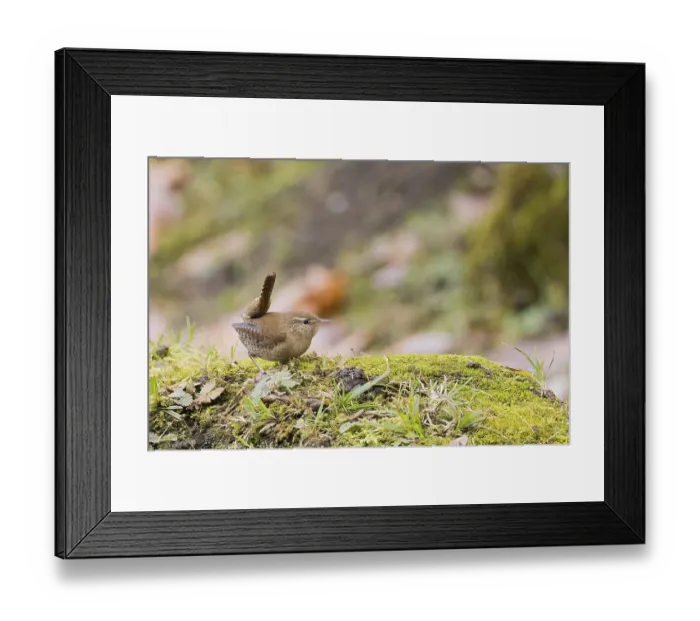 Framed Print : A wren (Troglodytes troglodytes) sits on moss-covered ground in an autumn environment