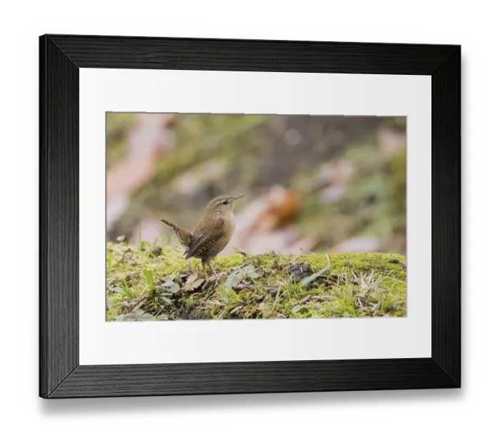 Framed Print : A wren (Troglodytes troglodytes) on moss-covered ground in an autumn environment