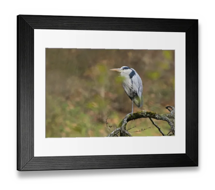 Framed Print : A gray heron (Ardea cinerea) stands on a bare branch covered with moss and lichens in natural surroundings