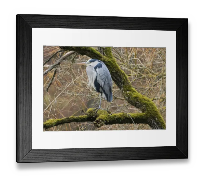 Framed Print : A gray heron (Ardea cinerea) sits on a mossy branch against a tangled background