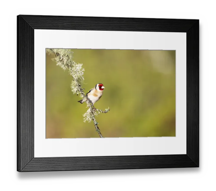 Framed Print : Goldfinch (Carduelis carduelis) on branch