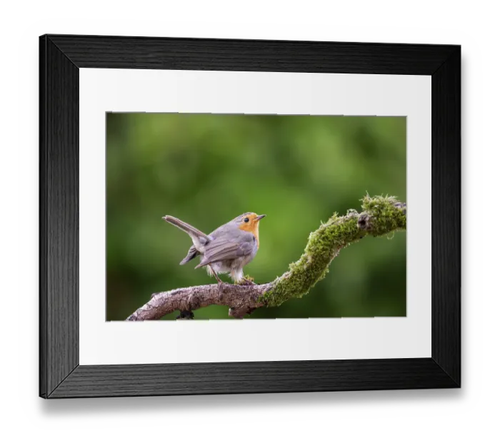 Framed Print : European robin (Erithacus rubecula) on branch Framed Print : European robin (Erithacus rubecula) on branch