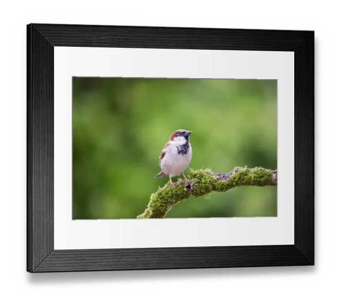 Framed Print : House Sparrow (Passer domesticus) adult male on branch Framed Print : House Sparrow (Passer domesticus) adult male on branch