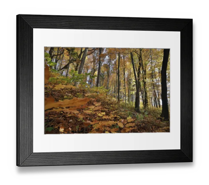 Framed Print : Lights, autumnal beech forest in sunshine