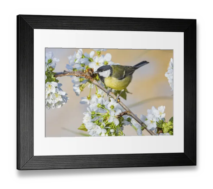 Framed Print : Great tit (Parus major) Germany Framed Print : Great tit (Parus major) Germany