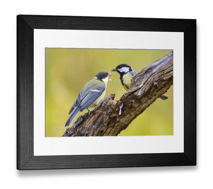 Framed Print : Great tit (Parus major) adult bird feeds young Germany