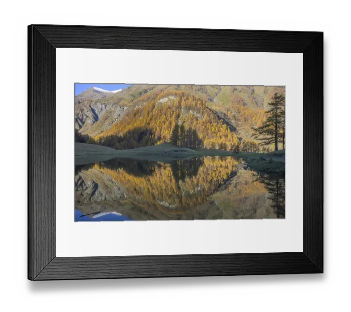 Framed Print : Mountain landscape with colorful autumn trees reflected perfectly in a still lake