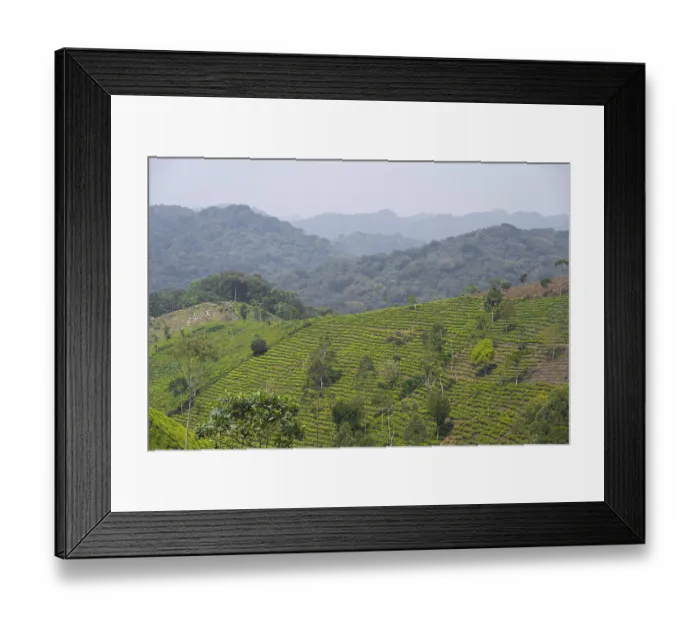 Framed Print : Tea plantation in the mountains Framed Print : Tea plantation in the mountains