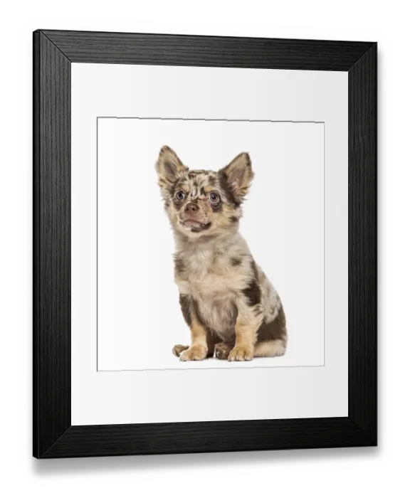 Framed Print : Chihuahua puppy sitting and looking up Framed Print : Chihuahua puppy sitting and looking up