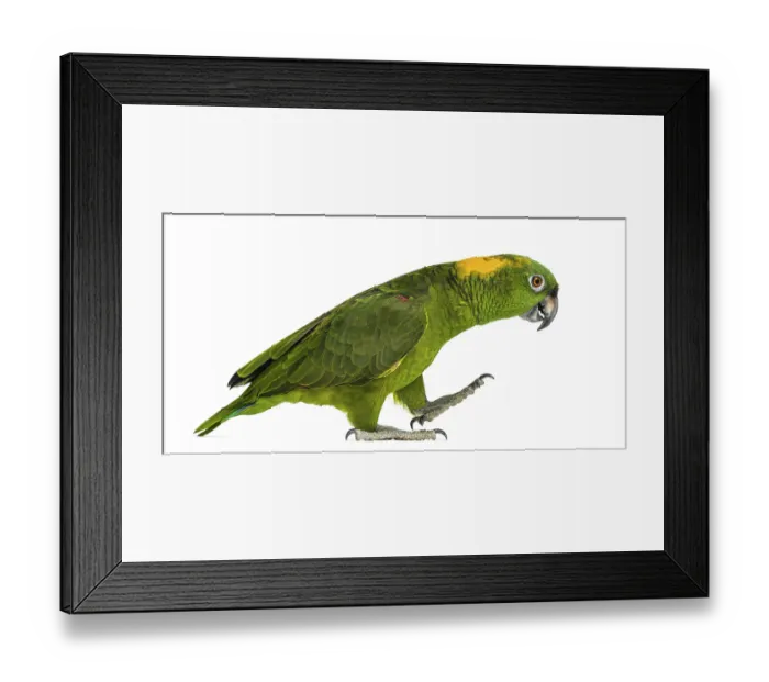 Framed Print : Yellow-naped parrot (6 years old) walking Framed Print : Yellow-naped parrot (6 years old) walking