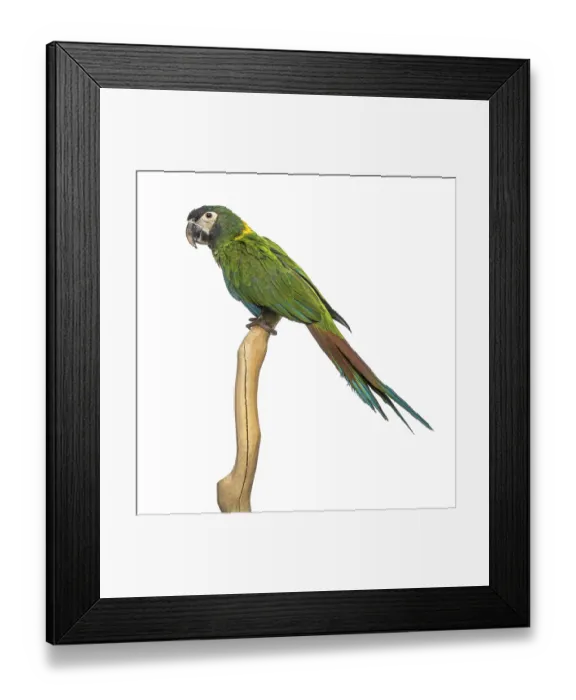 Framed Print : Golden-collared macaw perched on a branch