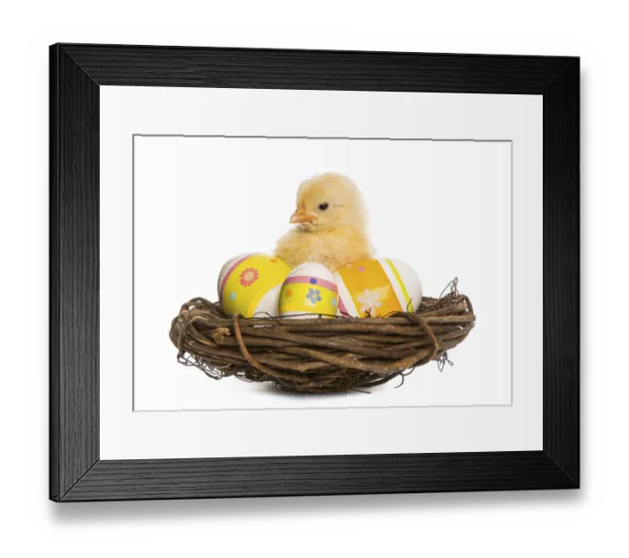 Framed Print : Chick (8 days old) standing in a nest with Easter eggs Framed Print : Chick (8 days old) standing in a nest with Easter eggs