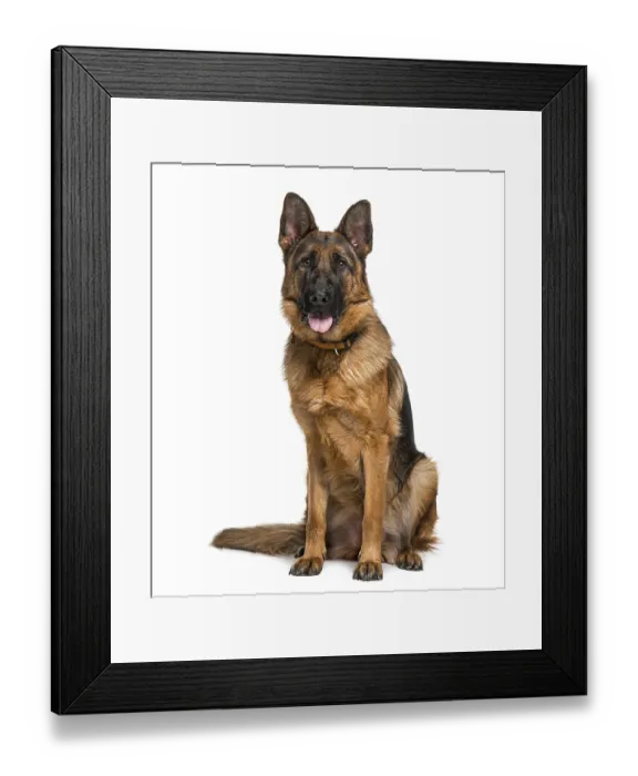 Framed Print : German Shepherd Dog (18 months old) Framed Print : German Shepherd Dog (18 months old)