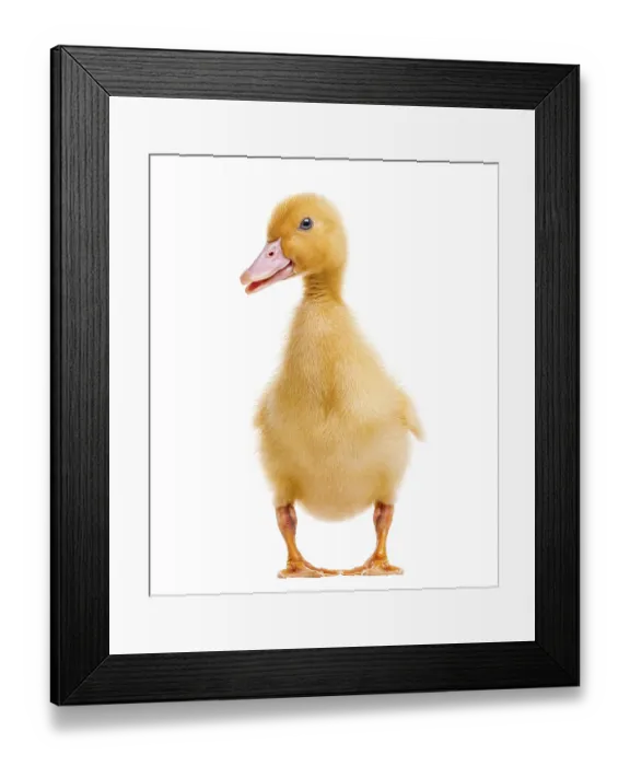 Framed Print : Duckling (7 days old) isolated on white Framed Print : Duckling (7 days old) isolated on white