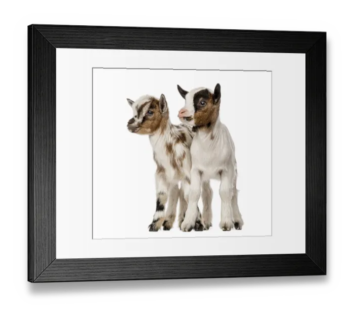 Framed Print : Two Young domestic goats, kids, isolated on white