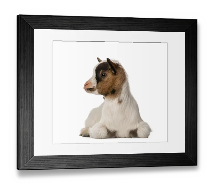 Framed Print : Young domestic goat
