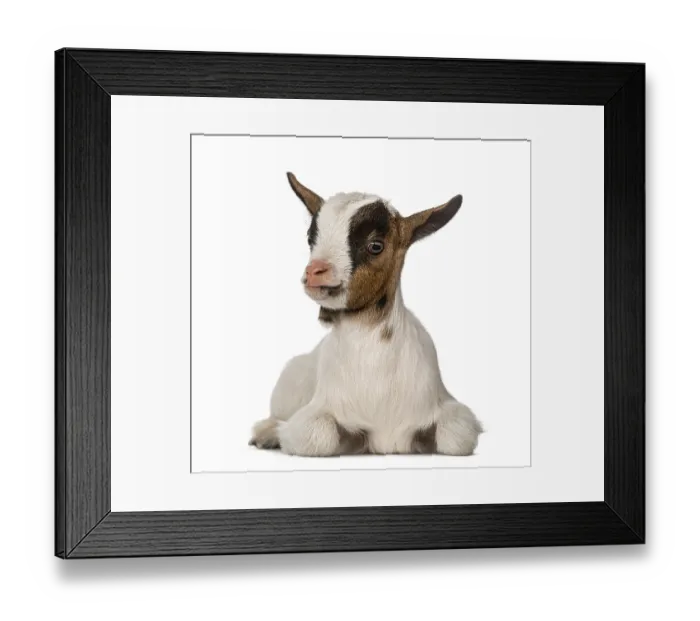 Framed Print : Young domestic goat Framed Print : Young domestic goat