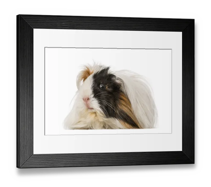 Framed Print : Guinea Pig