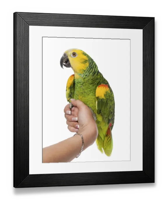 Framed Print : Parrot perched on a hand Framed Print : Parrot perched on a hand