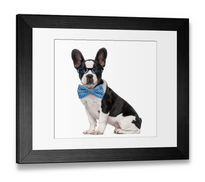 Framed Print : French Bulldog puppy (3 months old) wearing glasses and a bow tie Framed Print : French Bulldog puppy (3 months old) wearing glasses and a bow tie