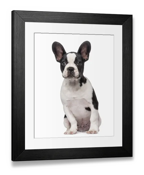 Framed Print : French Bulldog puppy (3 months old) Framed Print : French Bulldog puppy (3 months old)