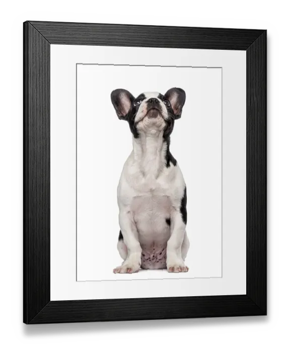 Framed Print : French Bulldog puppy (3 months old) looking up Framed Print : French Bulldog puppy (3 months old) looking up