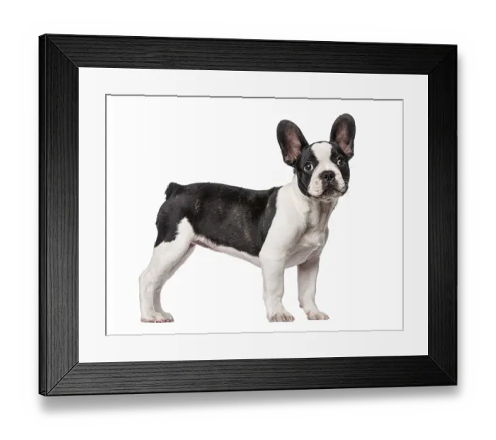Framed Print : French Bulldog puppy (3 months old) Framed Print : French Bulldog puppy (3 months old)