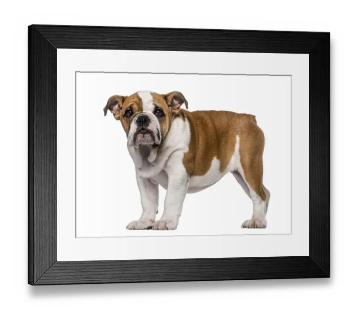 Framed Print : English Bulldog puppy (3 months old)