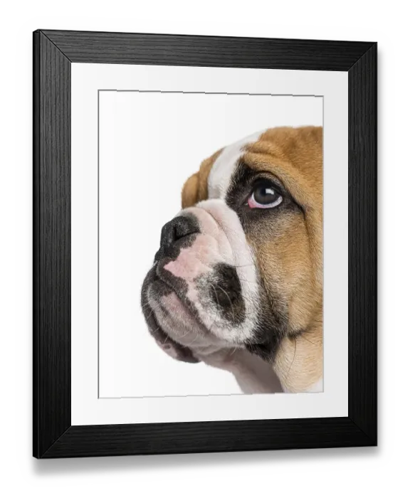 Framed Print : English Bulldog puppy (3 months old)