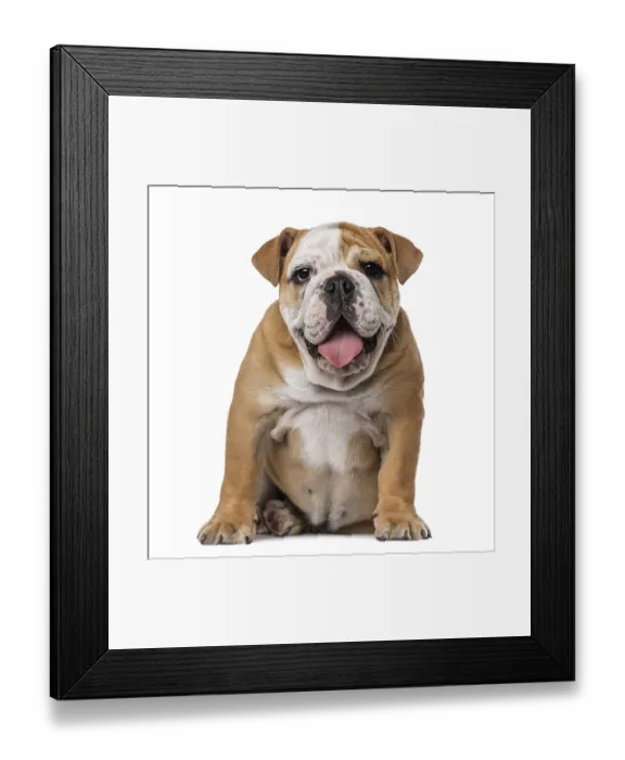Framed Print : English Bulldog puppy (4 months old)