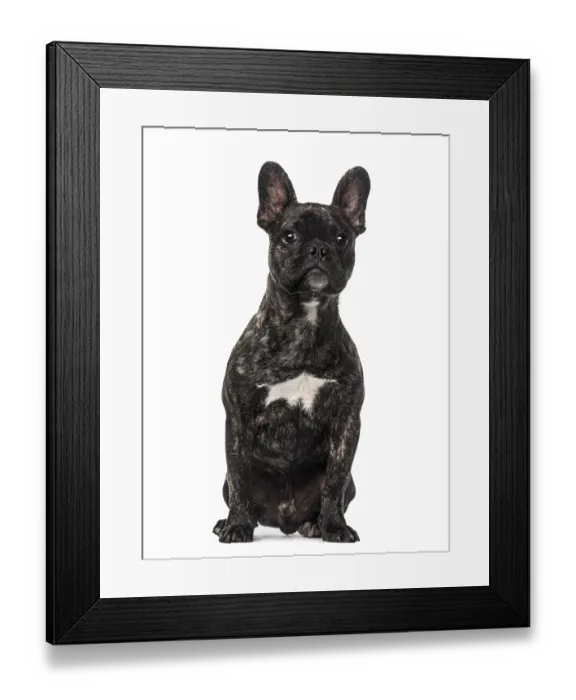 Framed Print : French Bulldog puppy (5 months old)